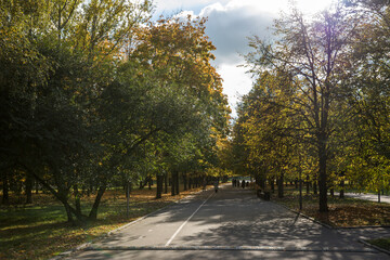 Wall Mural - Walk in the park on a bright sunny autumn day