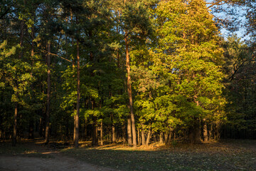 Wall Mural - Walk in the park on a bright sunny autumn day
