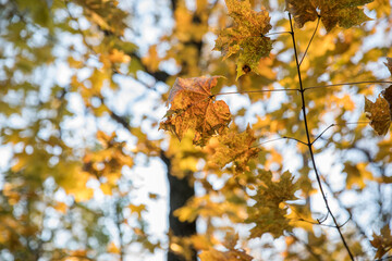 Wall Mural - Bright yellow maple foliage on a sunny autumn day