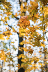 Wall Mural - Bright yellow maple foliage on a sunny autumn day
