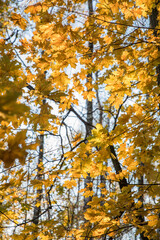 Wall Mural - Bright yellow maple foliage on a sunny autumn day