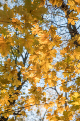 Wall Mural - Bright yellow maple foliage on a sunny autumn day