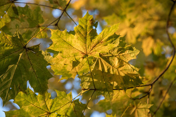 Wall Mural - Bright yellow maple foliage on a sunny autumn day