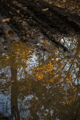 Wall Mural - Walk in the park on a bright sunny autumn day
