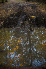 Wall Mural - Walk in the park on a bright sunny autumn day
