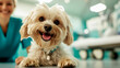 © Phatcharee - Happy dog at the veterinary clinic with caring staff