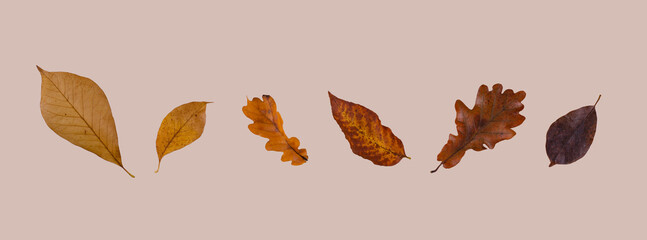 Wall Mural - Autumn fall background with leaves.