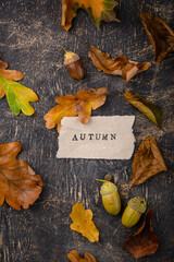 Wall Mural - Autumn background with dry leaves.