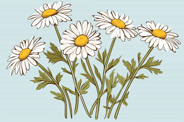 Wall Mural - A vector hand drawn Chamomile leaves isolated on transparent background