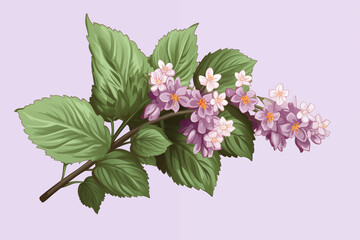 Wall Mural - A vector hand drawn Patchouli isolated on transparent background