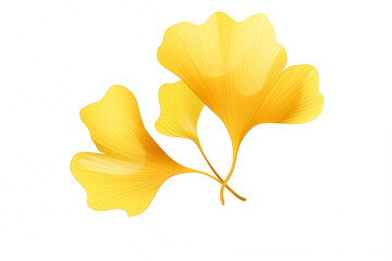 Wall Mural - A vector hand drawn yellow ginkgo leaf isolated on transparent background