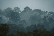 © Atthapon - In the morning fog of the tropical rainforest, mist curled around wild green plants and trees, creating a mystical landscape that showcased nature's vibrant beauty in the jungle.