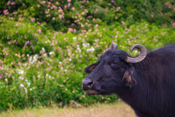 portrait of a buffalo