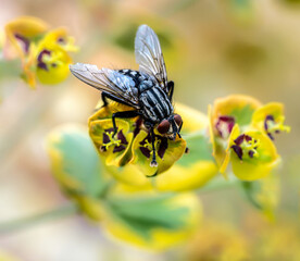 Macro of a fly on a blossom