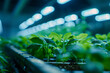 © mila103 - In a well-lit indoor greenhouse, young green seedlings are flourishing, nurtured by the bright artificial lights overhead, showcasing urban agriculture innovation