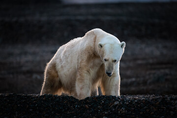 Wall Mural - polarbear on black rocks at dawn in svalbard