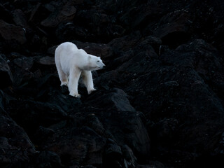 polarbear on black rocks at dawn in svalbard