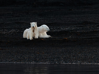 Wall Mural - polar bear with cub on black rocks at dawn in svalbard