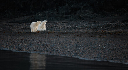 Wall Mural - polar bear with cub on black rocks at dawn in svalbard