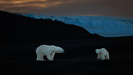 Wall Mural - polar bear with cub on black rocks at dawn in svalbard