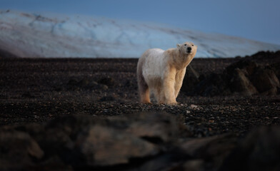 Wall Mural - polarbear on black rocks at dawn in svalbard