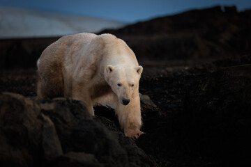 Wall Mural - polarbear on black rocks at dawn in svalbard