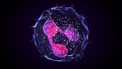 Neutrophil 3D illustration with Detailed Cellular Structure