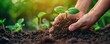 © LavaPixel - Nurturing New Growth A Close-Up of Hands Gently Holding a Young Plant Emerging from Rich Soil in a Lush Green Landscape