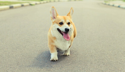 Beautiful happy young Welsh Corgi Pembroke dog walking on city street