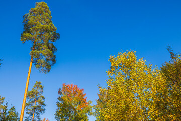 Wall Mural - Tall trees with autumn foliage under clear blue sky in peaceful forest. Sweden.