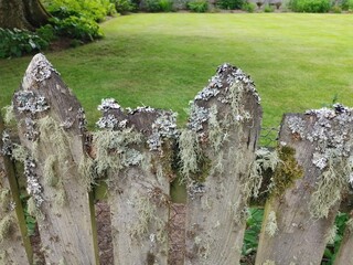 mossy fence