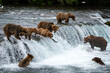 © Shelby - Brown Bears at Brooks Falls in Katmai National Park, Alaska