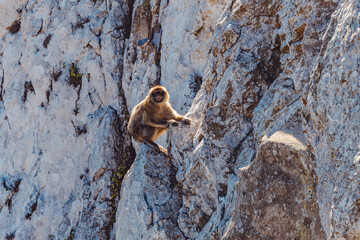 Discovery of the tourist city of Gibraltar in Spain