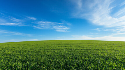 Wall Mural - Beautiful grassy field with a blue sky and white clouds in the background. The green meadow is seen from above, creating an endless horizon.