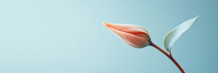 Poster - A delicate flower bud stands elegantly against a soft blue background. This artistic image captures the beauty of nature. Perfect for floral designs or calming themes. AI.