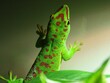 © Coen - phelsuma grandis giant day gecko green lizard reptile gekko
