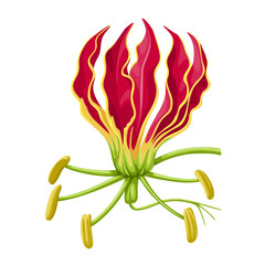 Poster - Illustration of Cyrtanthus ventricosus, commonly called fire lily, isolated on white background.