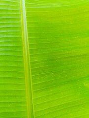 Banana leaf