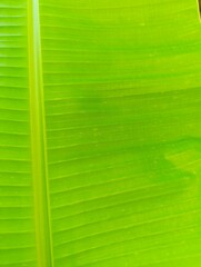 Banana leaf