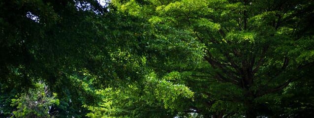 Wall Mural - Green leaves background. Nature background. 