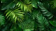 © fotofabrika - Lush green tropical leaves creating a vibrant natural backdrop in a dense jungle environment