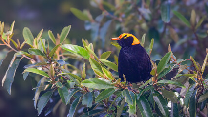 Wall Mural - close up of a male regent bowerbird perching on a bush at o'reillys rainforest retreat in lamington national park of sth qld, australia
