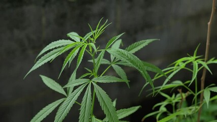 Poster - Lush Green Cannabis Plant Close Up of Vibrant Leaves and Foliage in Nature, Showcasing Herbal Growth and Outdoor Botanical Beauty