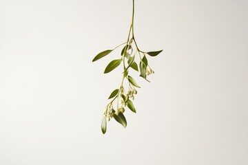 Wall Mural - A sprig of green leaves and white buds hanging against a white background