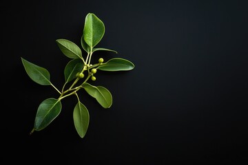 Poster - Green Branch with Buds Against Black Background