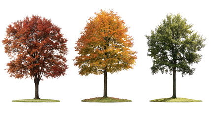 autumn tree isolated on white background with vibrant red and yellow leaves, showcasing the beauty o