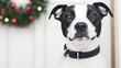 © icehawk33 - black and white dog with collar poses in front of festive wreath, exuding cheerful holiday spirit. Its expressive eyes capture joy of season