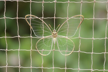 Butterfly Net A pattern of a butterfly net with intricate weavin