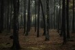 © jordirenart - Bosque profundo y oscuro. Naturaleza al anochecer. Clarianas de luz en el bosque.