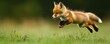 © jambulart - Red fox kit leaping over grass.